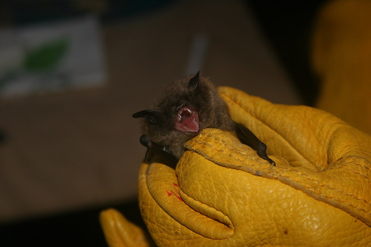 Northern Long-eared Bat