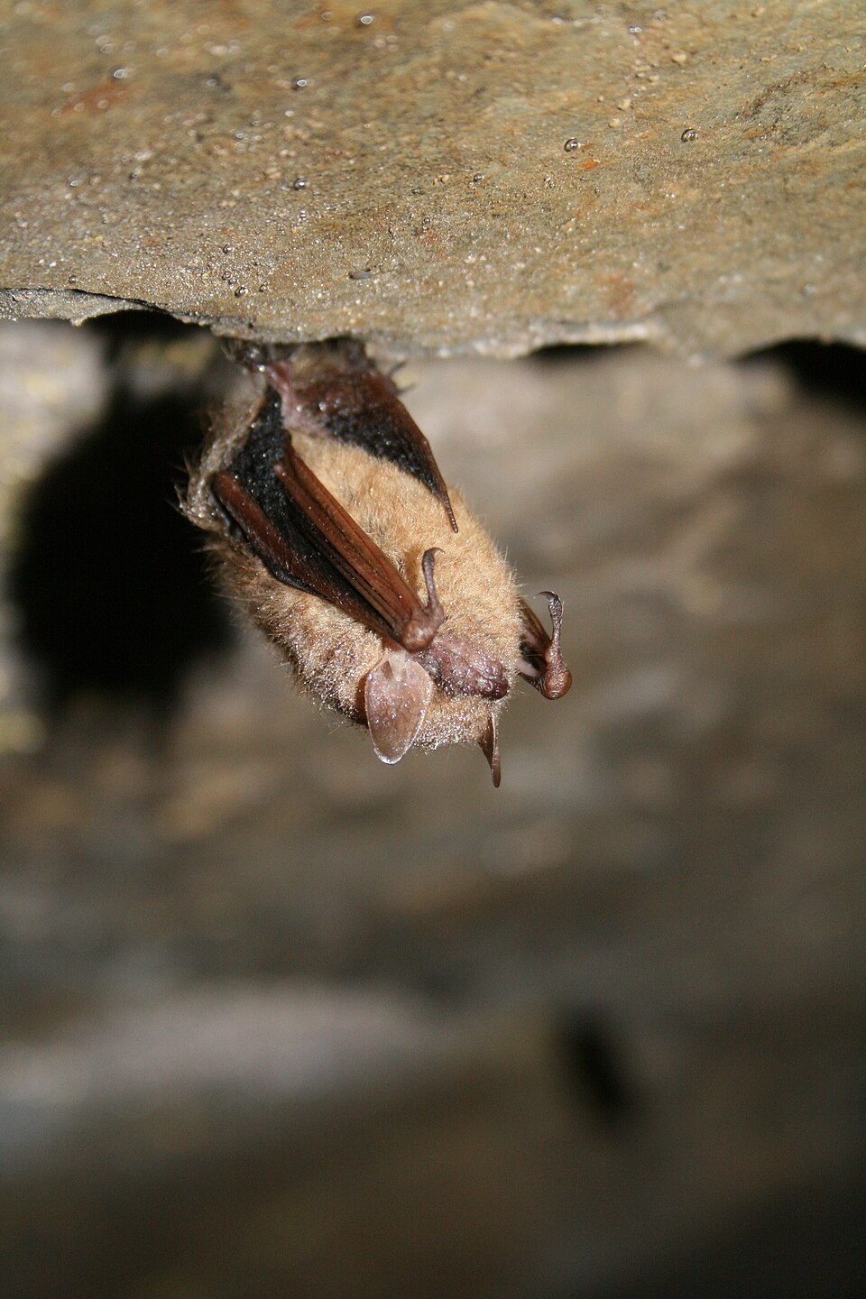 Tri-colored Bat