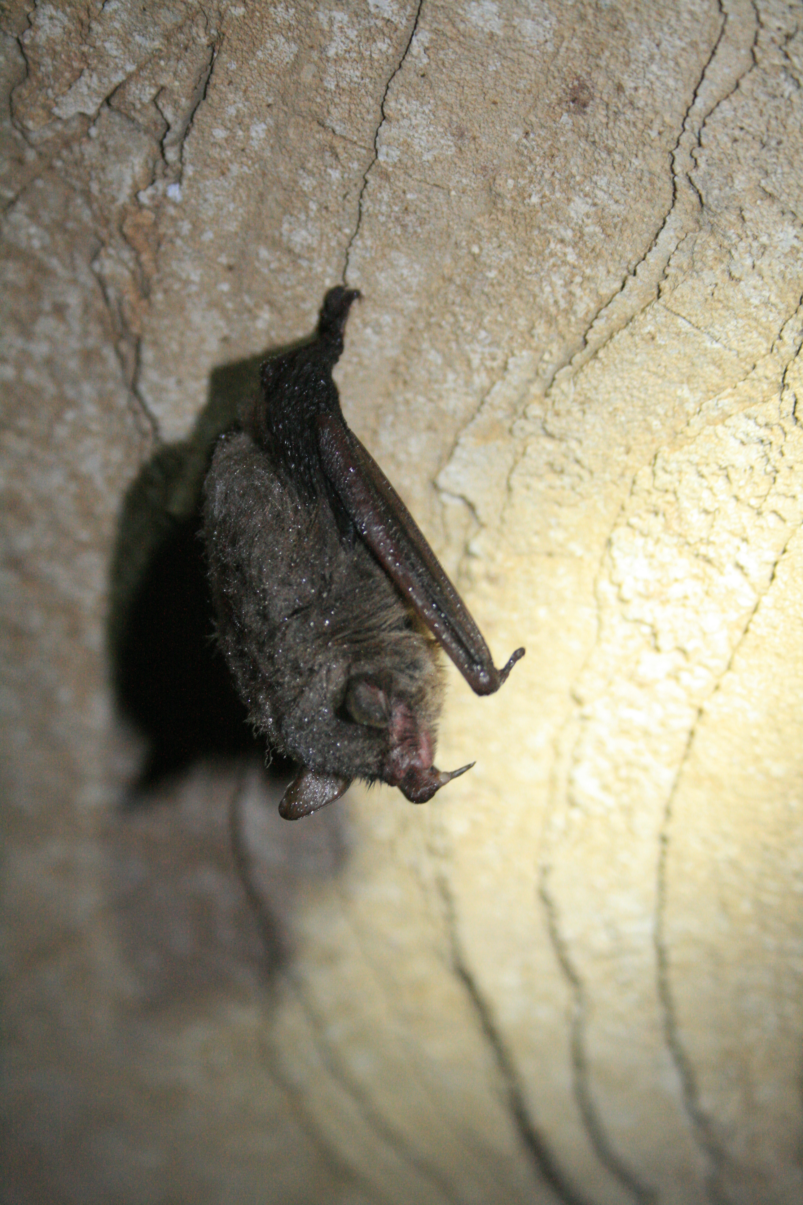 Indiana Bat