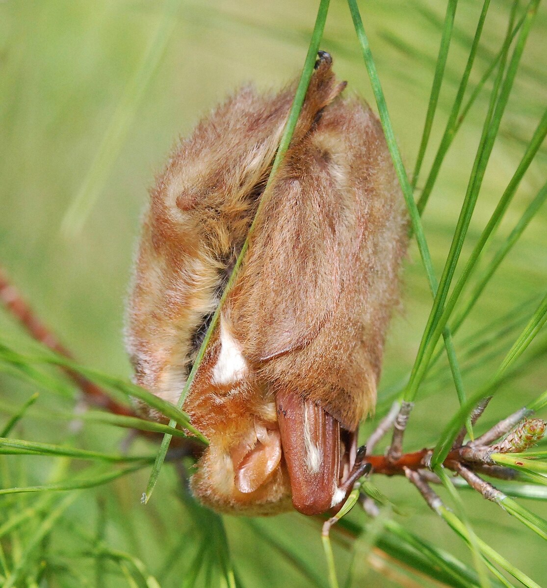 Eastern Red Bat